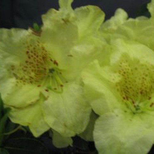Rhododendron Dwarf Praecox Evergreen | ScotPlants Direct